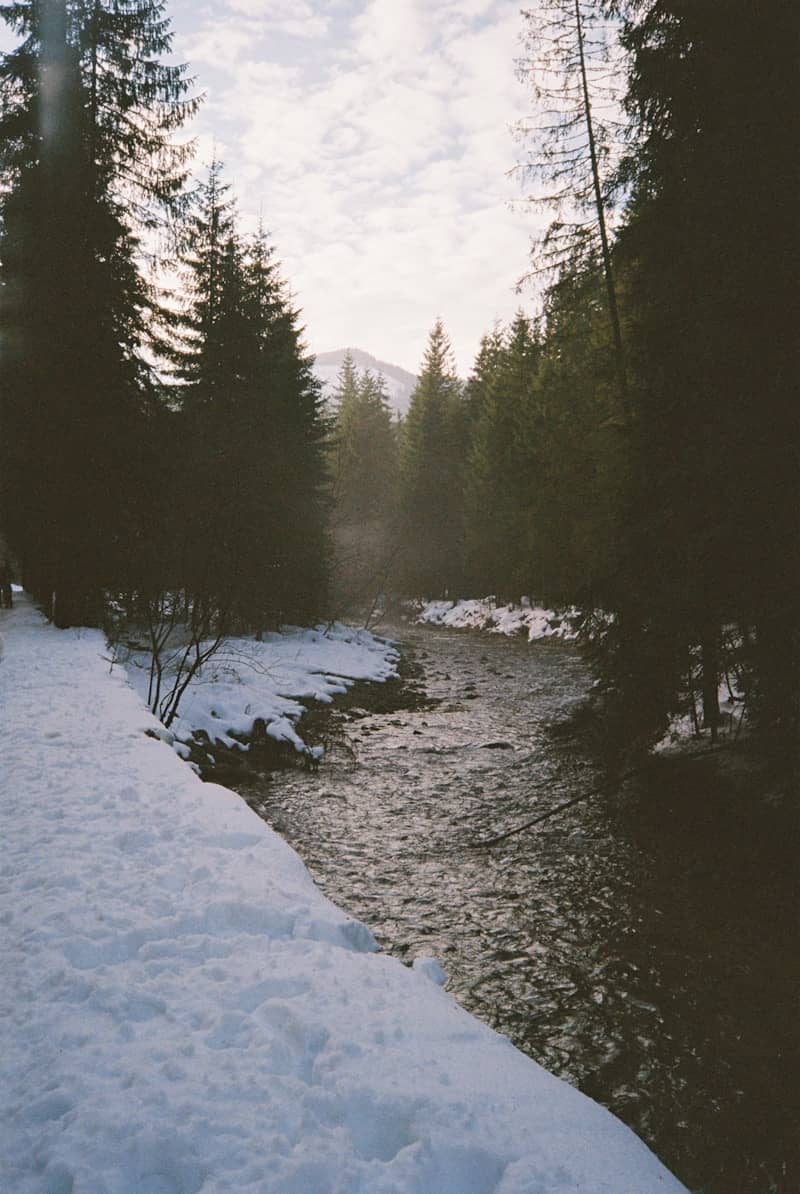 Snowy riverbank next to a flowing stream in a forest.