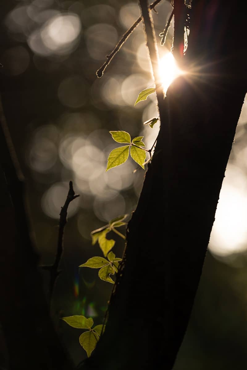 Green leaves on a dark tree trunk backlit by low golden light