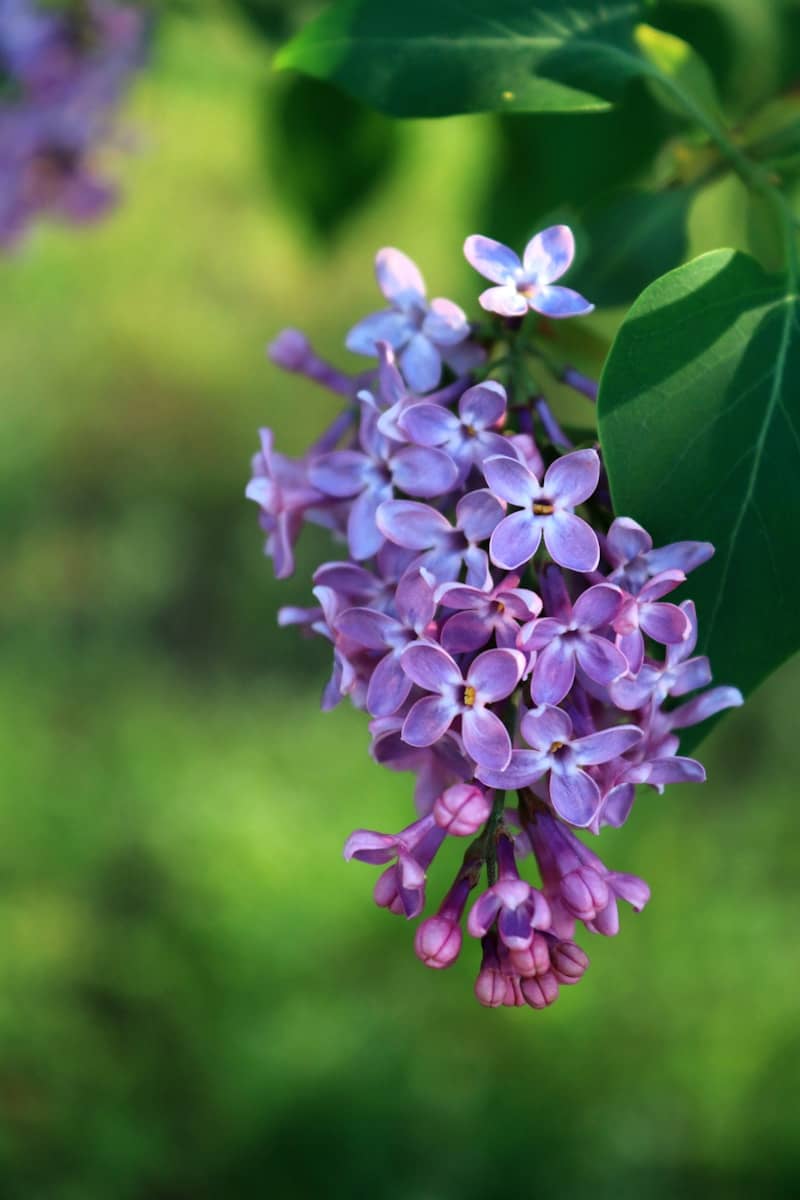 A cluster of purple lilac flowers on a branch.