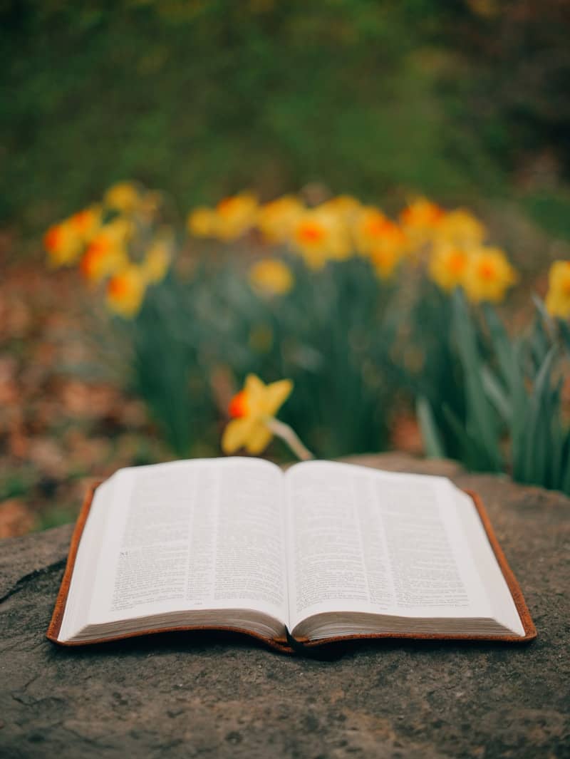 Open book rests in front of spring daffodils.