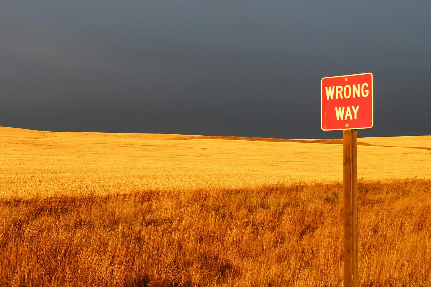 Photo of a "wrong way" sign in a field of wheat.