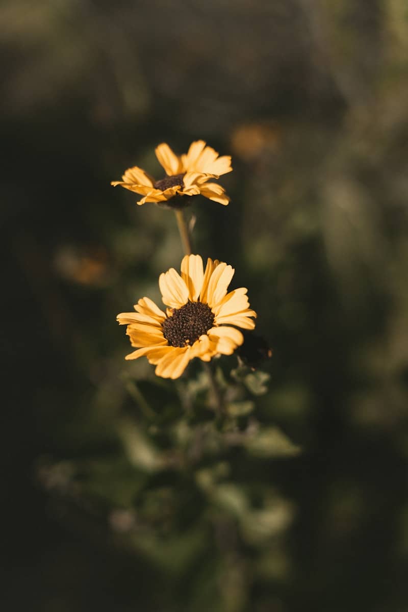 Two yellow flowers bloom against dark green.
