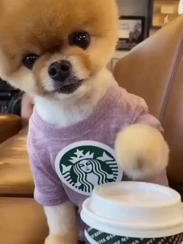 Starbucks Dog