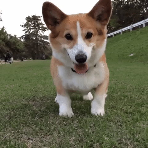 Excited Dancing Dog
