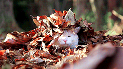 Fall Leaves Cat