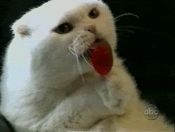 Cat licking lollipop