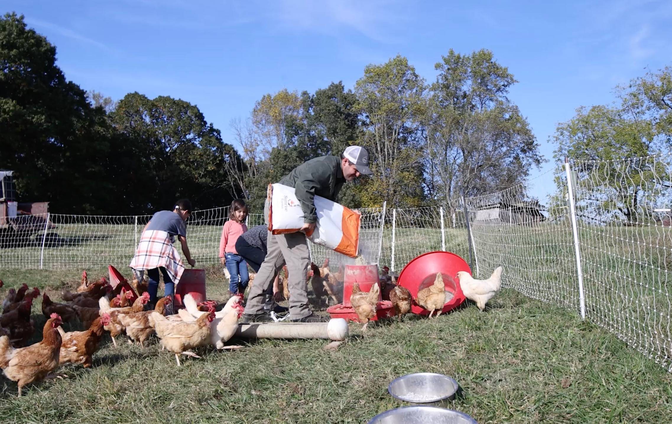 feeding layer chickens on pasture.