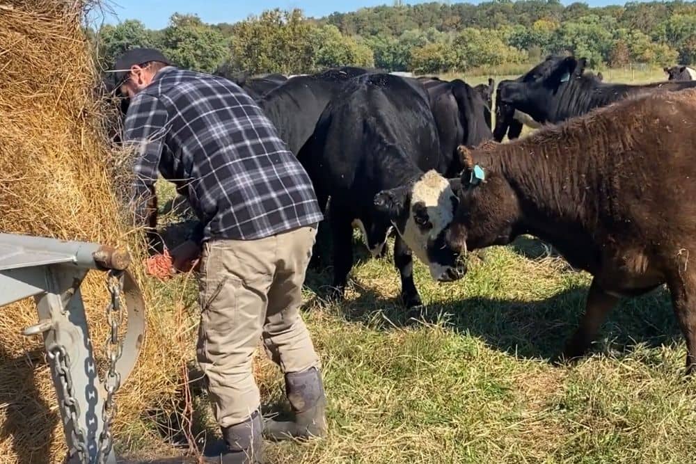Farmer feeding hay to beef cattle on pasture at Longbottom Farm — direct-to-consumer farm business and the free Part-Time Farmer Playbook video course