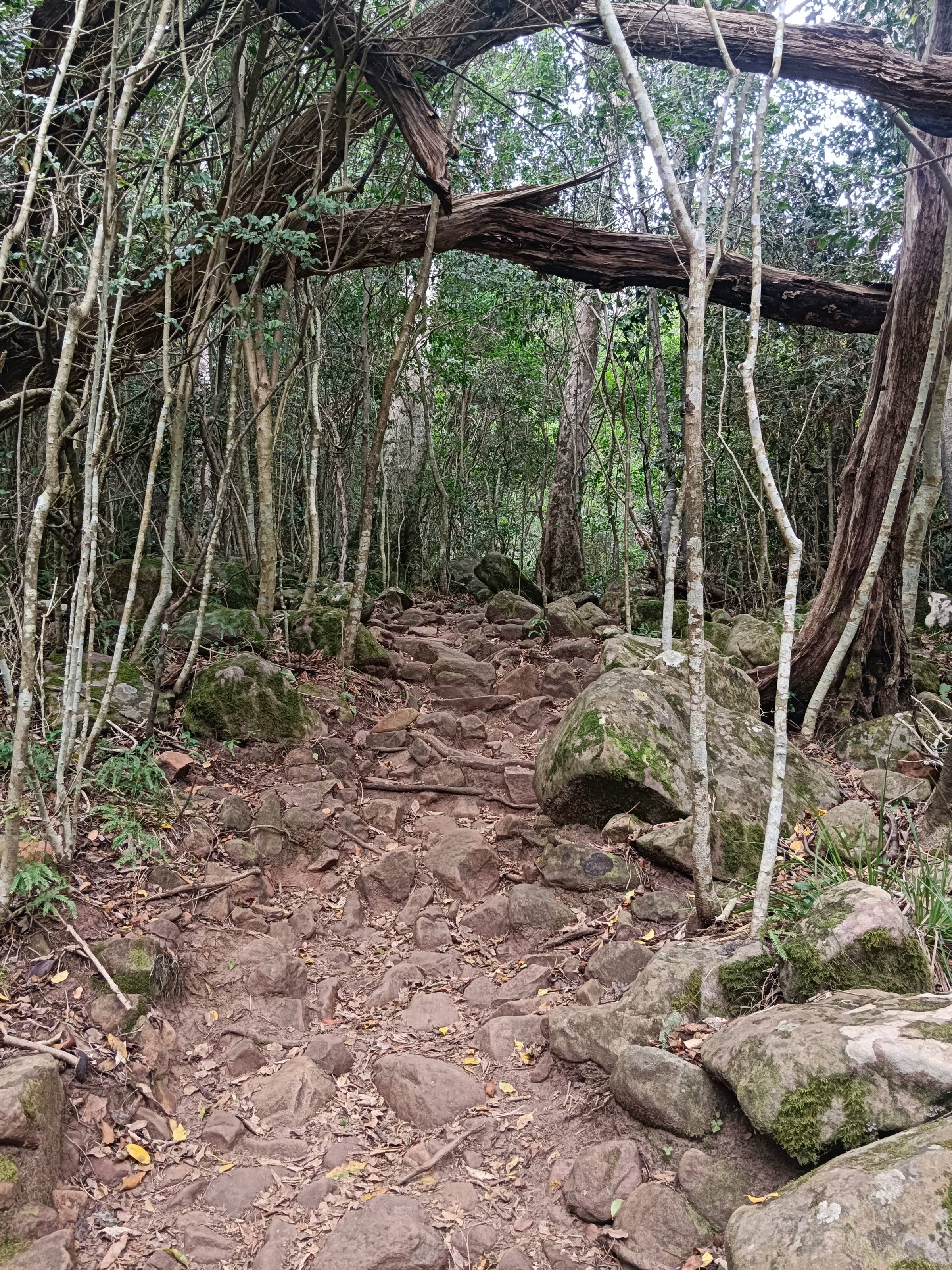An inviting forest with a path leading upwards