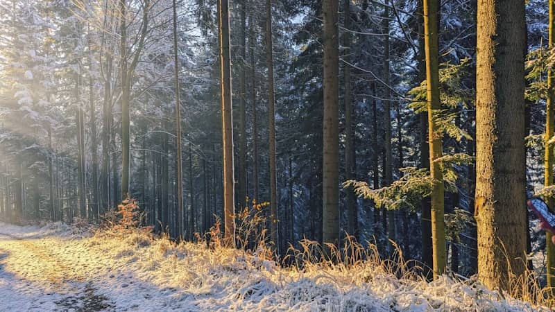 Sunlight streams through a snow-covered forest path.