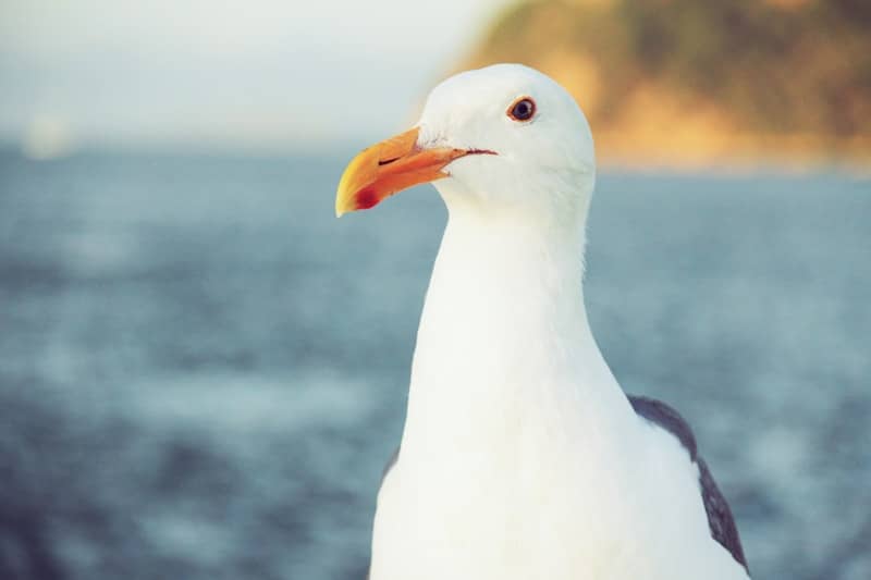 A seagull standing on a rock near the ocean