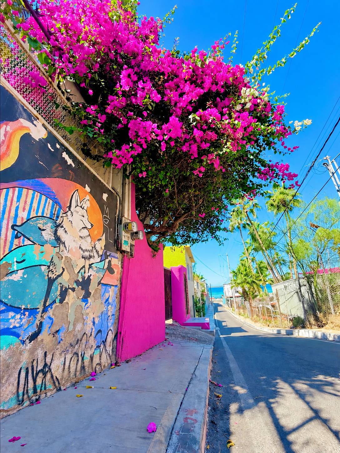 Colorful La Paz street with bright pink bougainvillea, a painted mural, palm trees and the blue Sea of Cortez in the distance.
