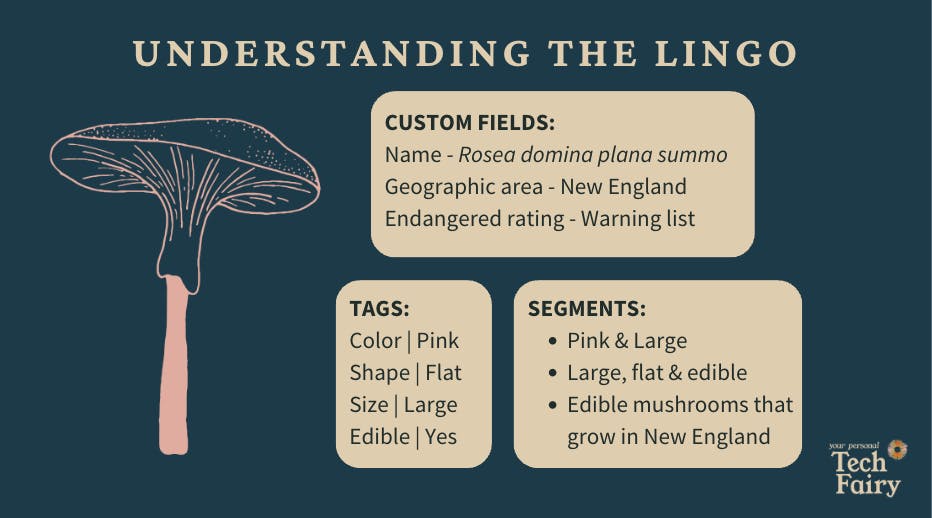Slide from the Subscriber Strategy training. At the top it says "understanding the lingo". Below that there is a line drawing of a pink mushroom. Besides it are three boxes, one with custom fields that name the mushroom, show it's geographic area, and it's endangered rating. Below that are tags that describe the mushrooms color, shape, size, and if it's edible, as well as the segments it fits into based on some descriptors. 