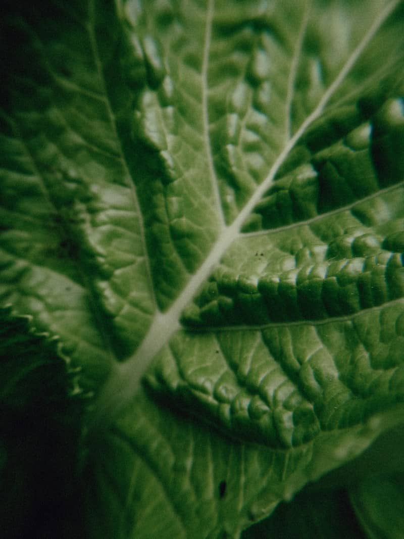 Macro view of a textured green leaf with prominent veins
