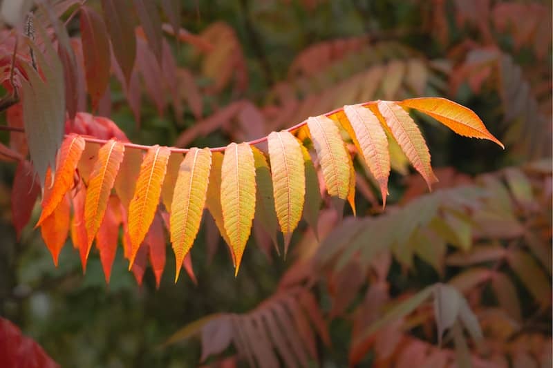 Autumn leaves changing color on a branch