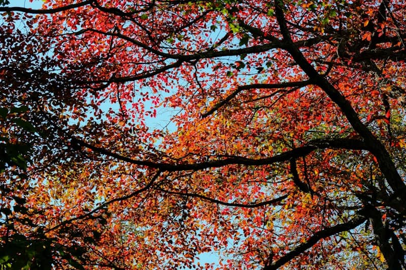 Autumn leaves on tree branches against blue sky