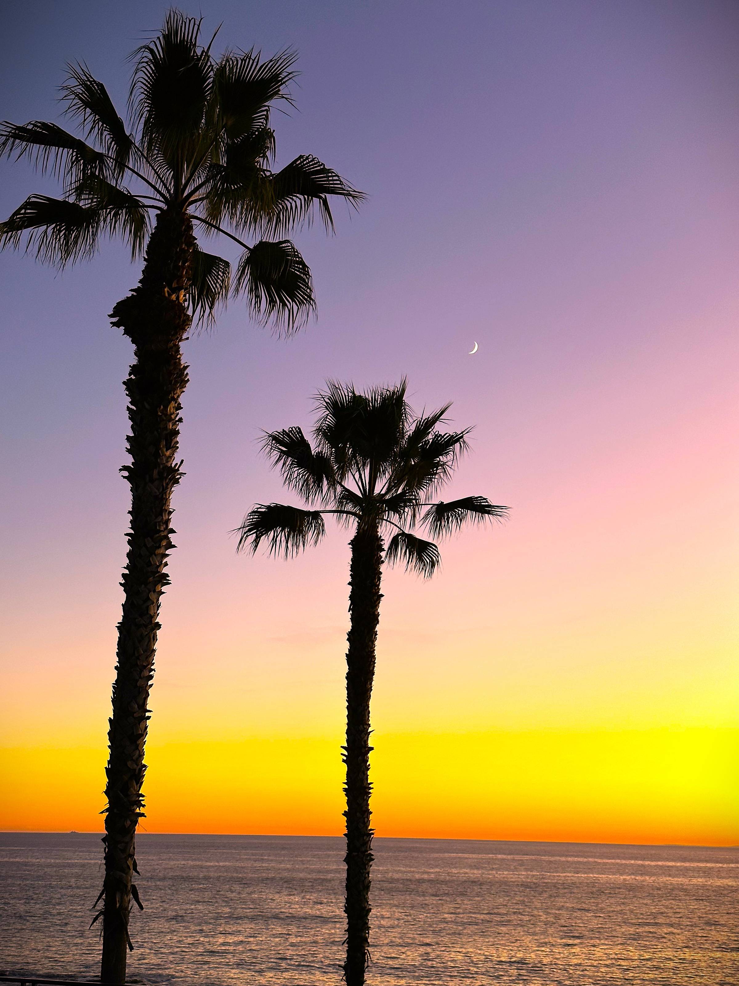 Two palm trees, backlit at sunset by orange, pink and purple sky.