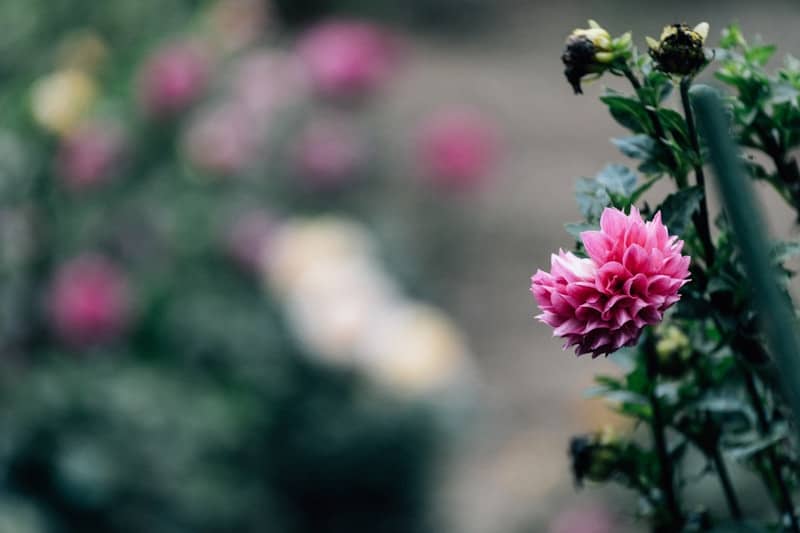A single pink dahlia flower in a garden.