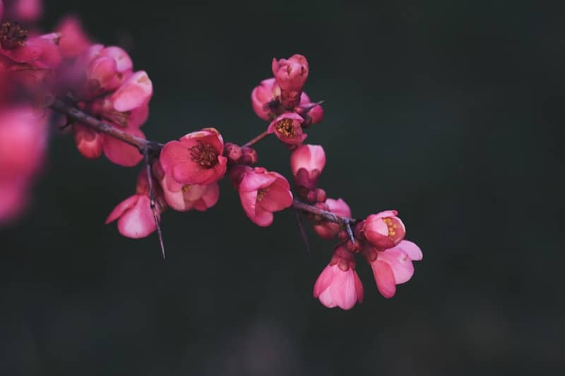 Pink flowers bloom on a dark branch.