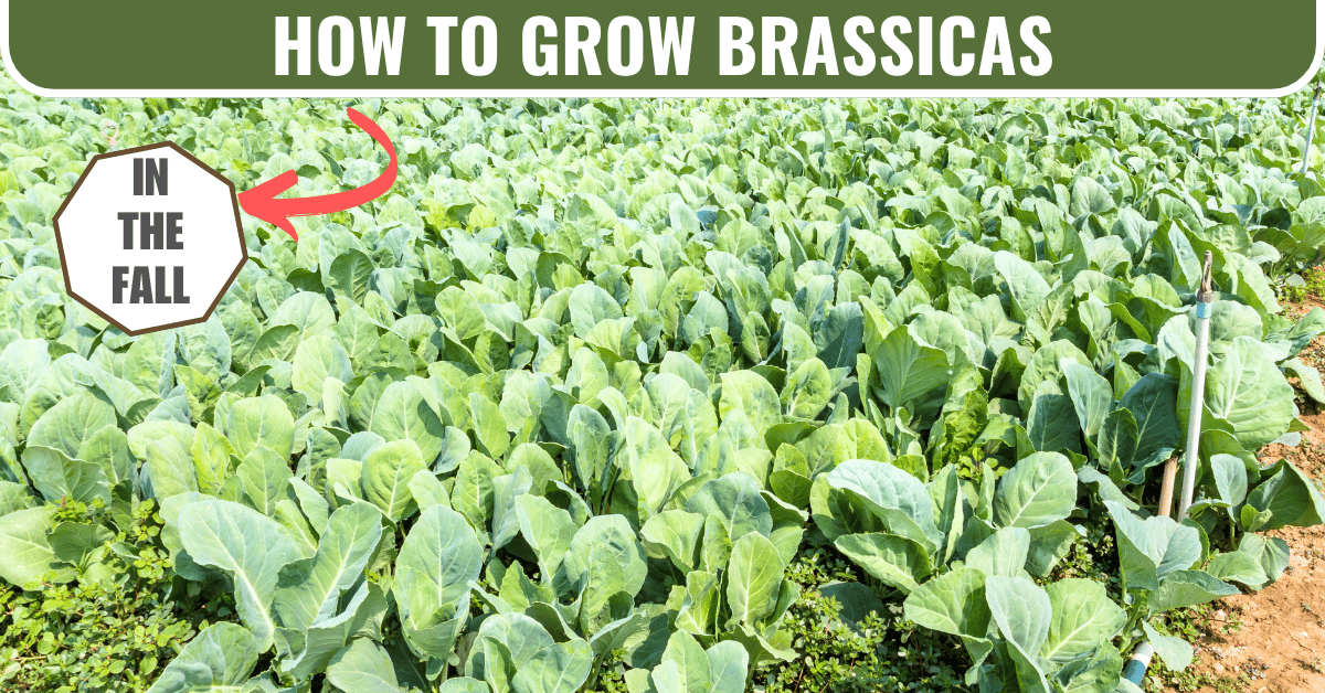 brassica planting