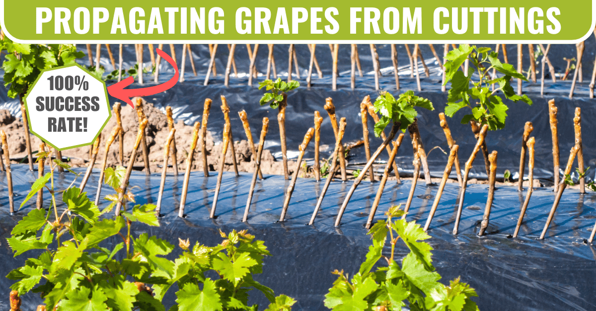 propagating grapes vines from cuttings