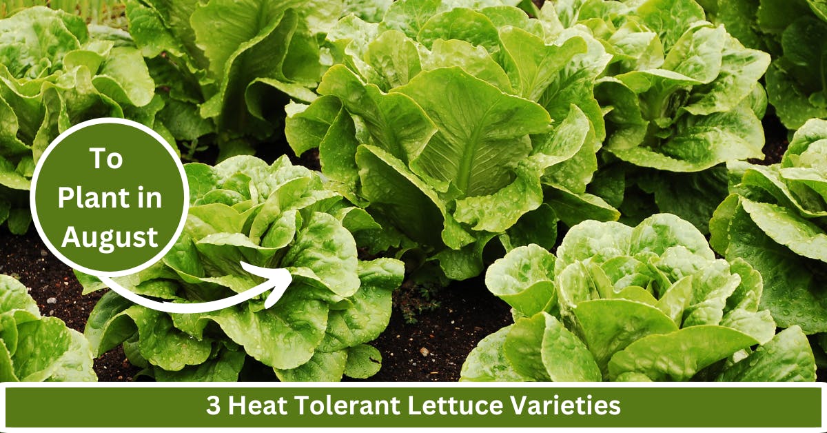 heat tolerant lettuce varieties