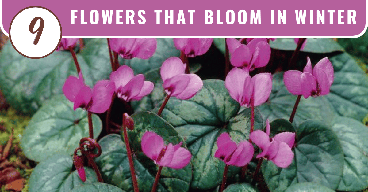 9 winter flowers that bloom in the cold