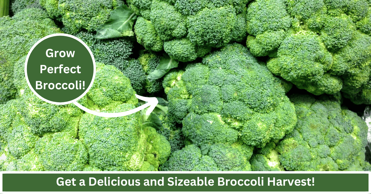 how to grow broccoli