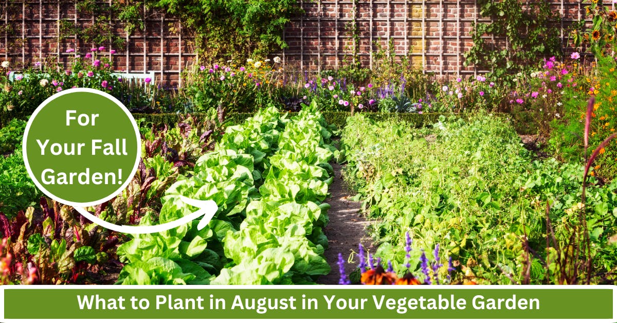 what to plant in august