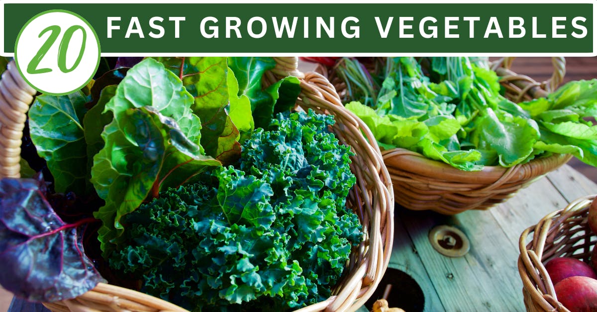 fast growing vegetables 