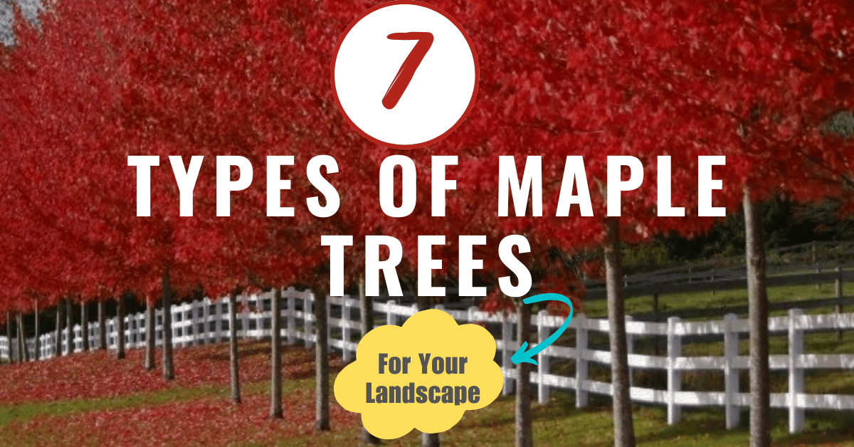 seven types of maple trees for your garden