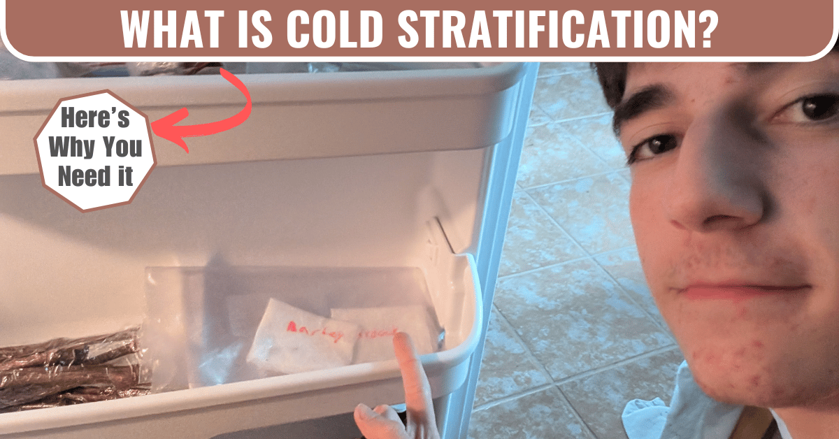 what is cold stratification