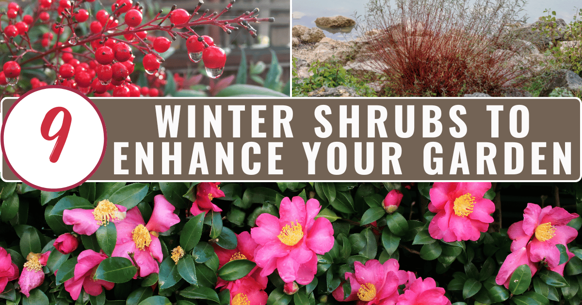 winter shrubs