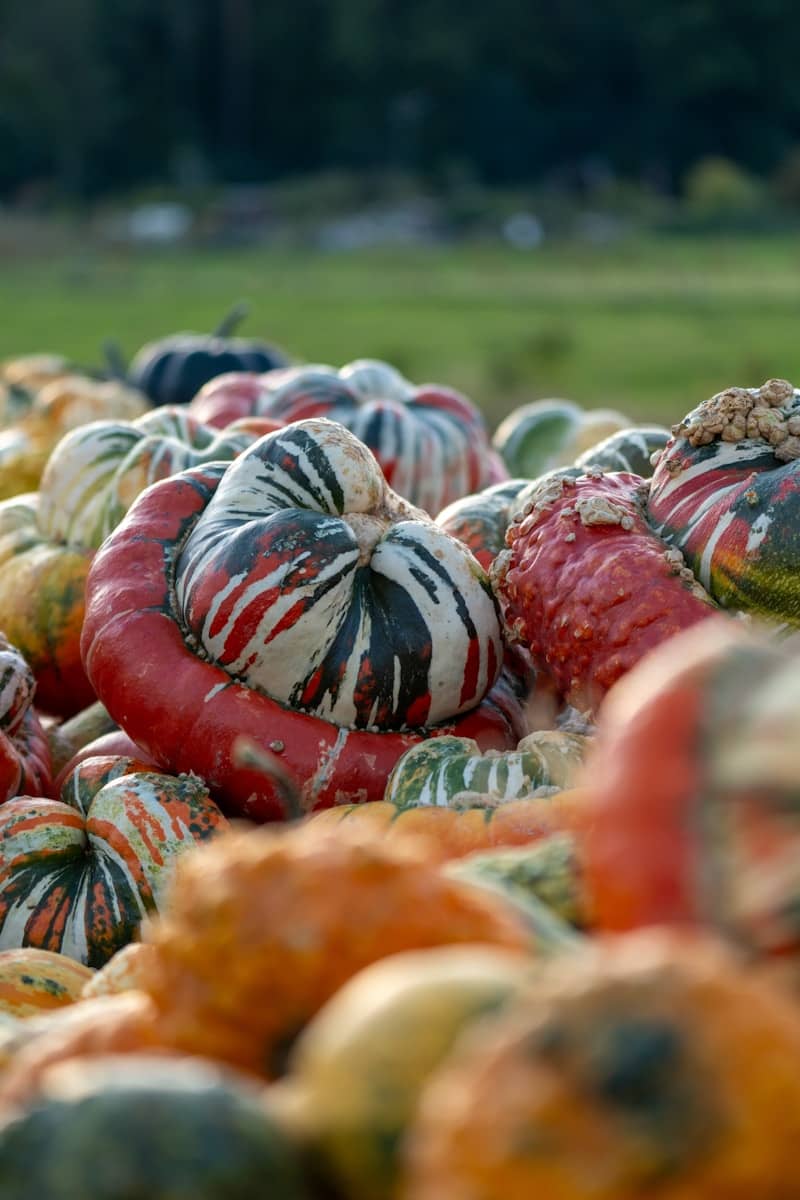A pile of colorful, decorative gourds and pumpkins.