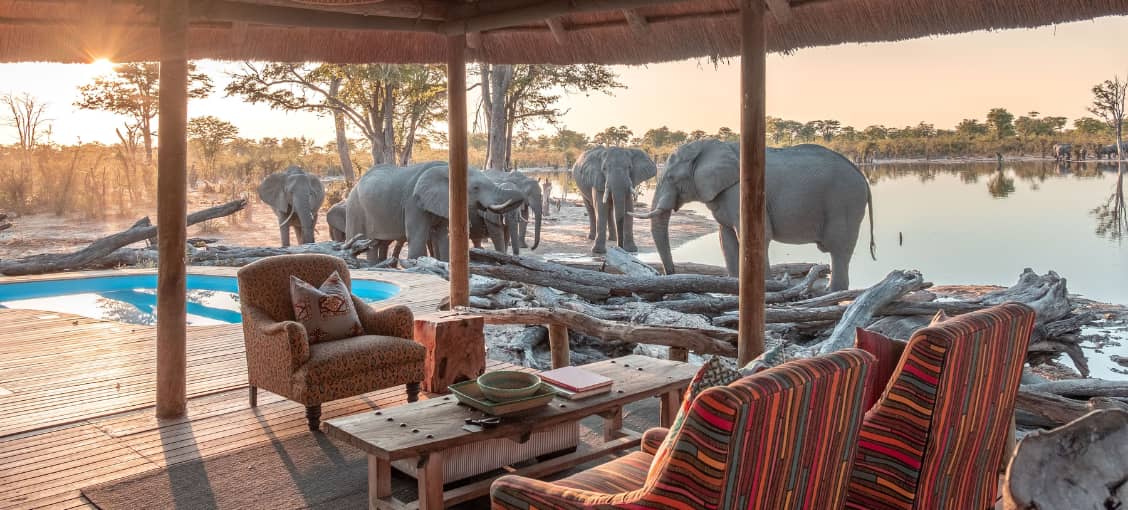 elephants in botswana africa on gay safari with pivot trip