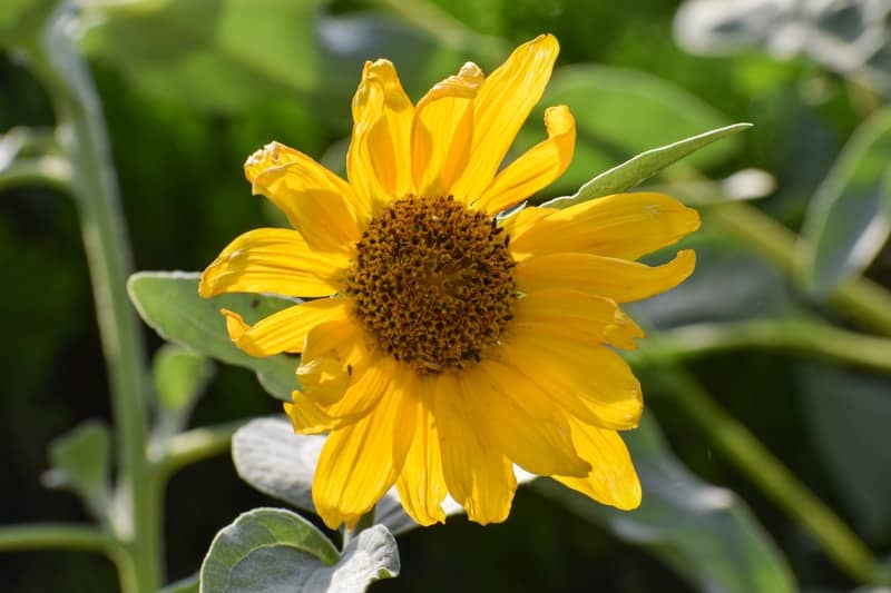 A bright yellow sunflower with green leaves.