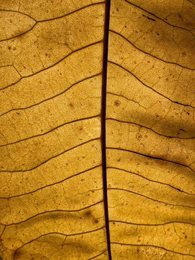 A close up view of a leaf's texture