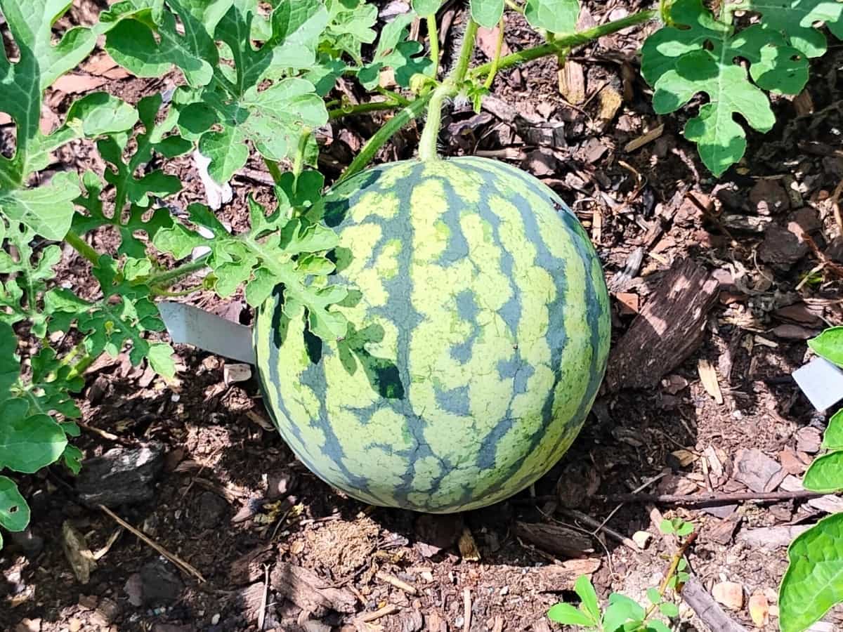 watermelon in the garden