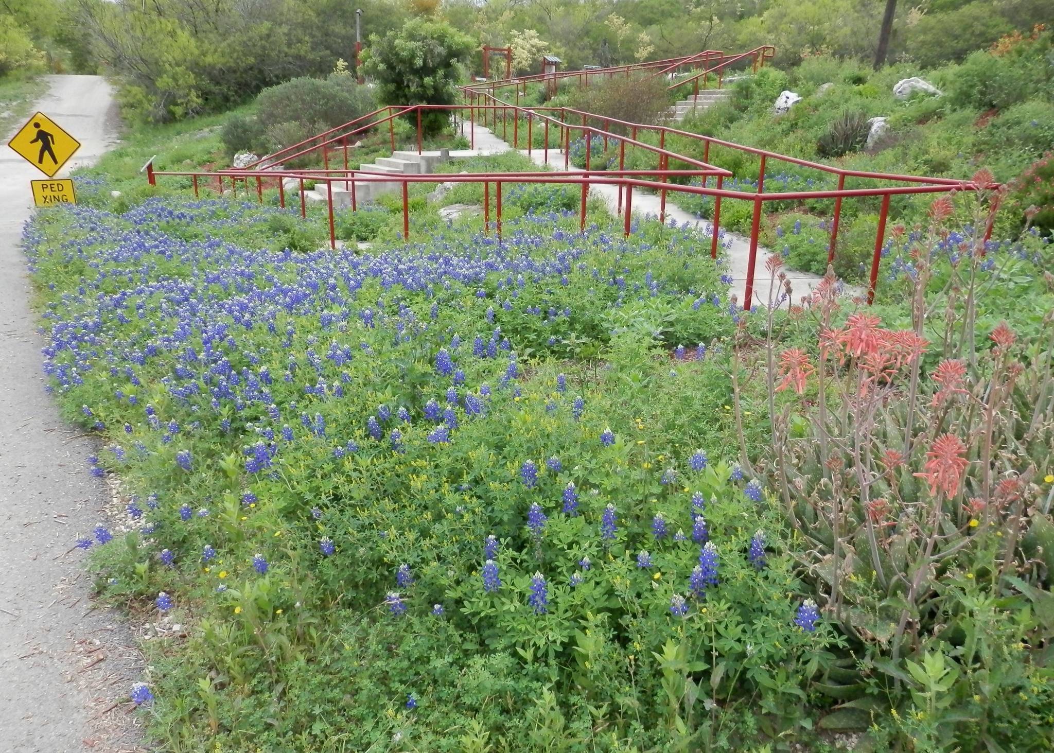 buttefly garden in bloom