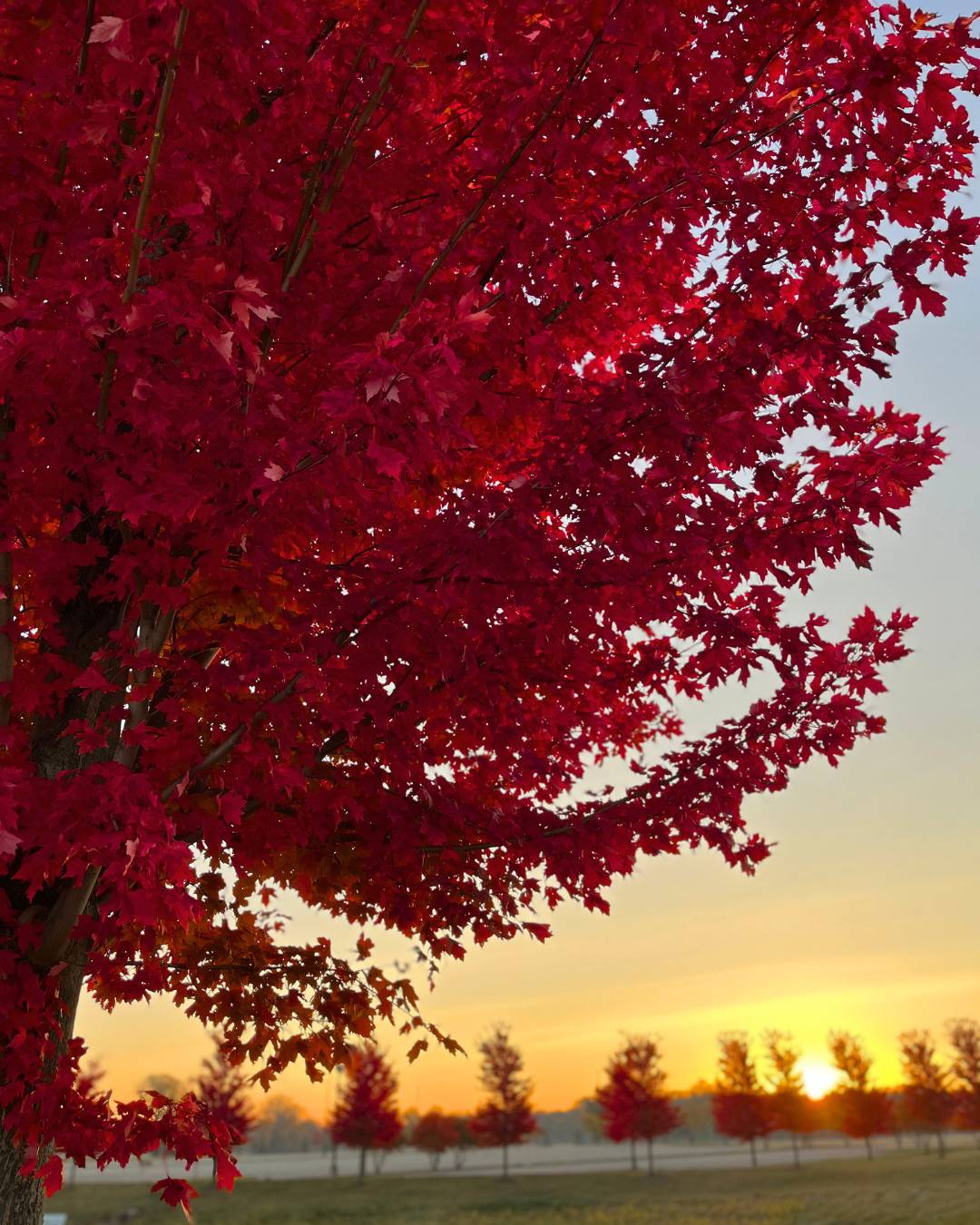 Red maple tree with the sunrise in the distance