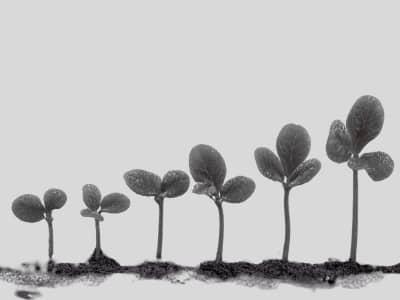 A black and white photograph showing seven small seedlings arranged in a row from left to right, each progressively taller than the last. The seedlings grow from dark soil at the bottom of the image and each has a pair of rounded leaves at the top of a th