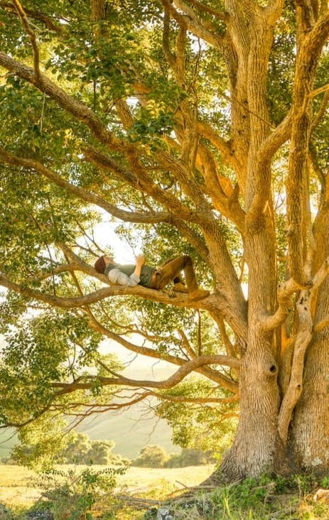 man laying on tree branch