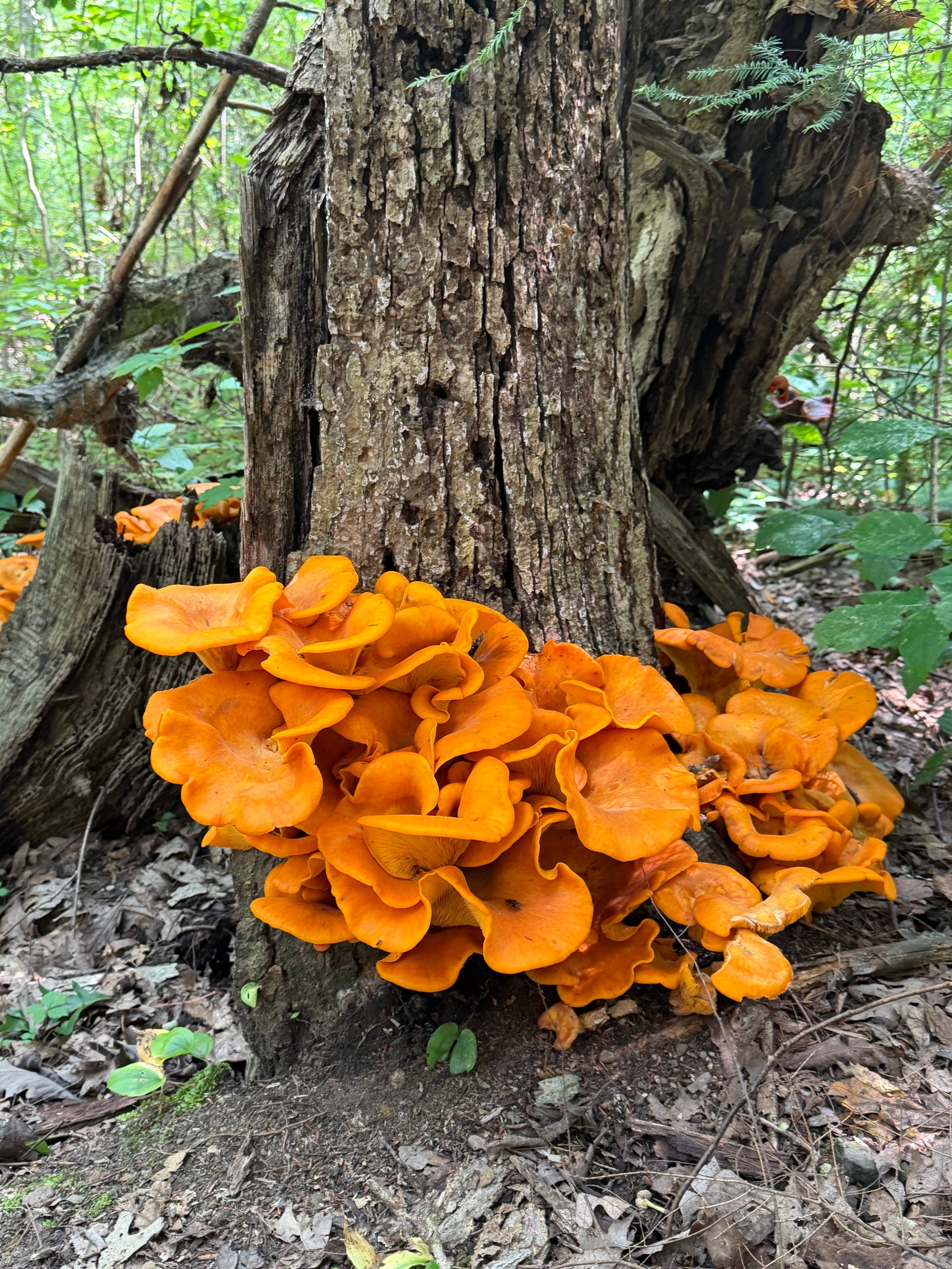 Orange mushrooms growing at the base of a tree