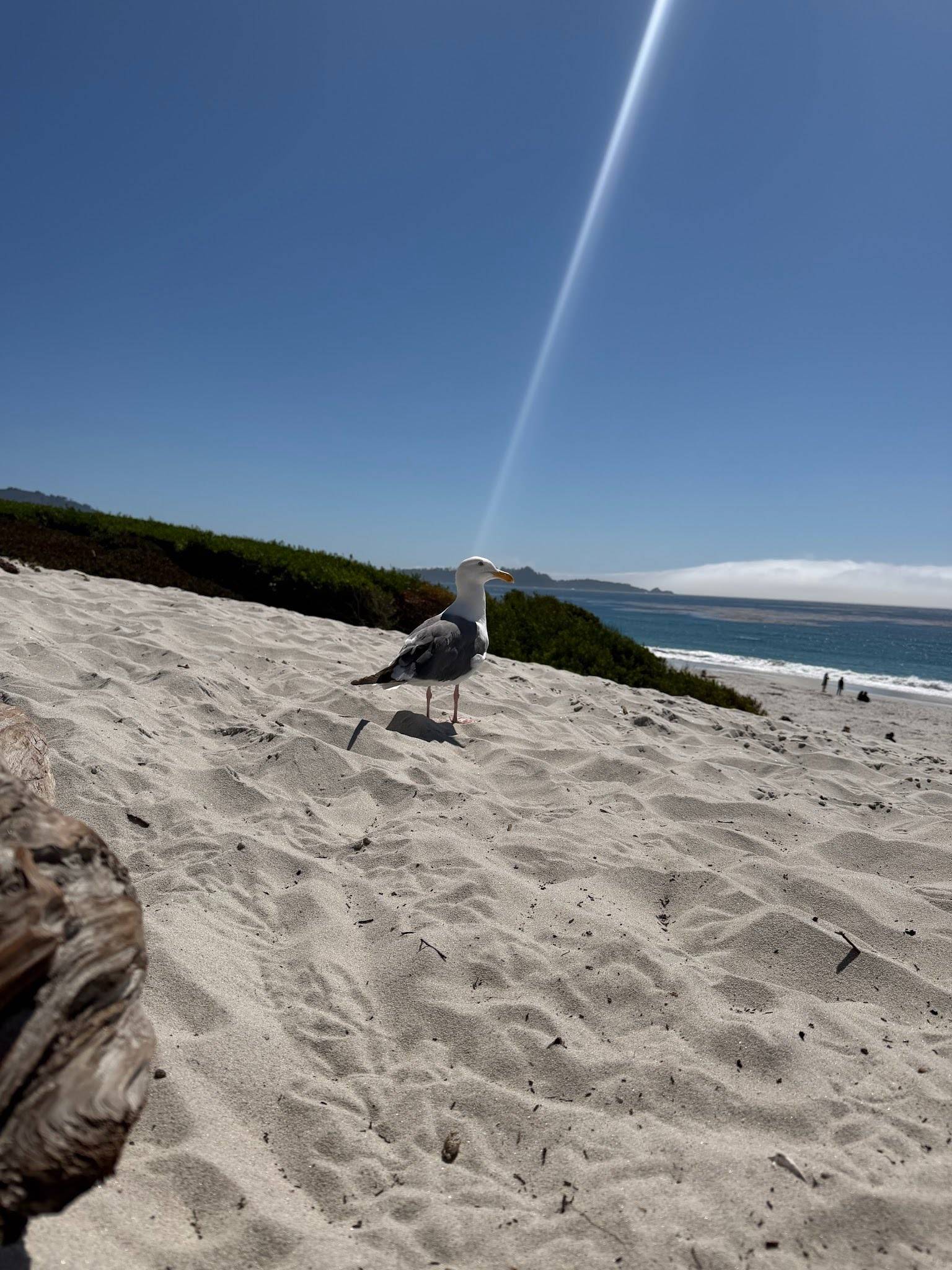 Seagull beside a log on a sandy beach