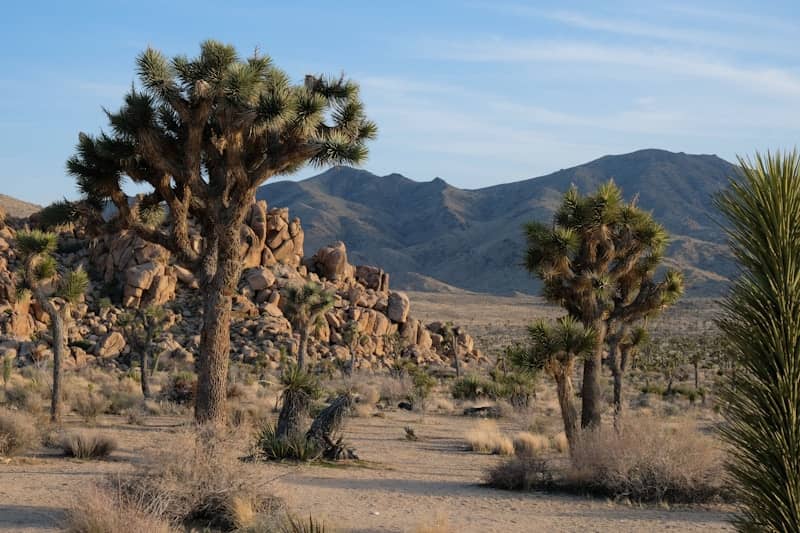 Joshua trees stand tall in a desert landscape.