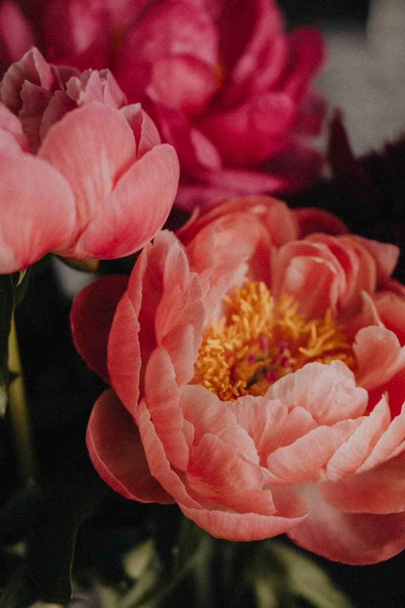 Beautiful, blooming peonies in different shades of pink.