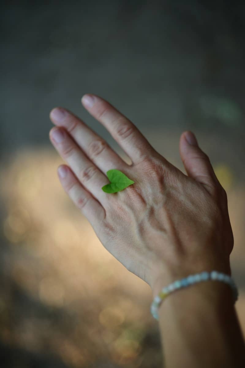 A hand holds a tiny, green leaf.