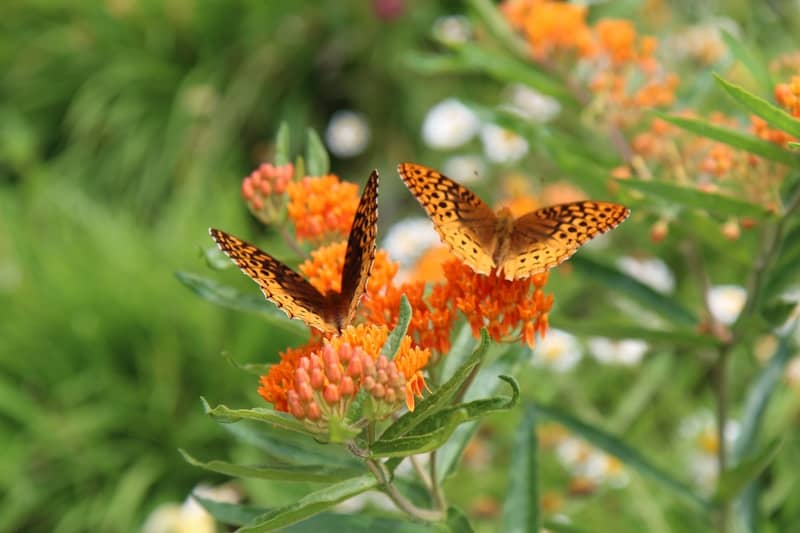 Two butterflies sitting on top of an orange flower