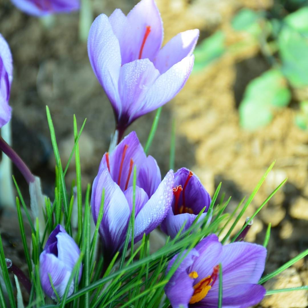 Purple saffron flowers blooming in a field.