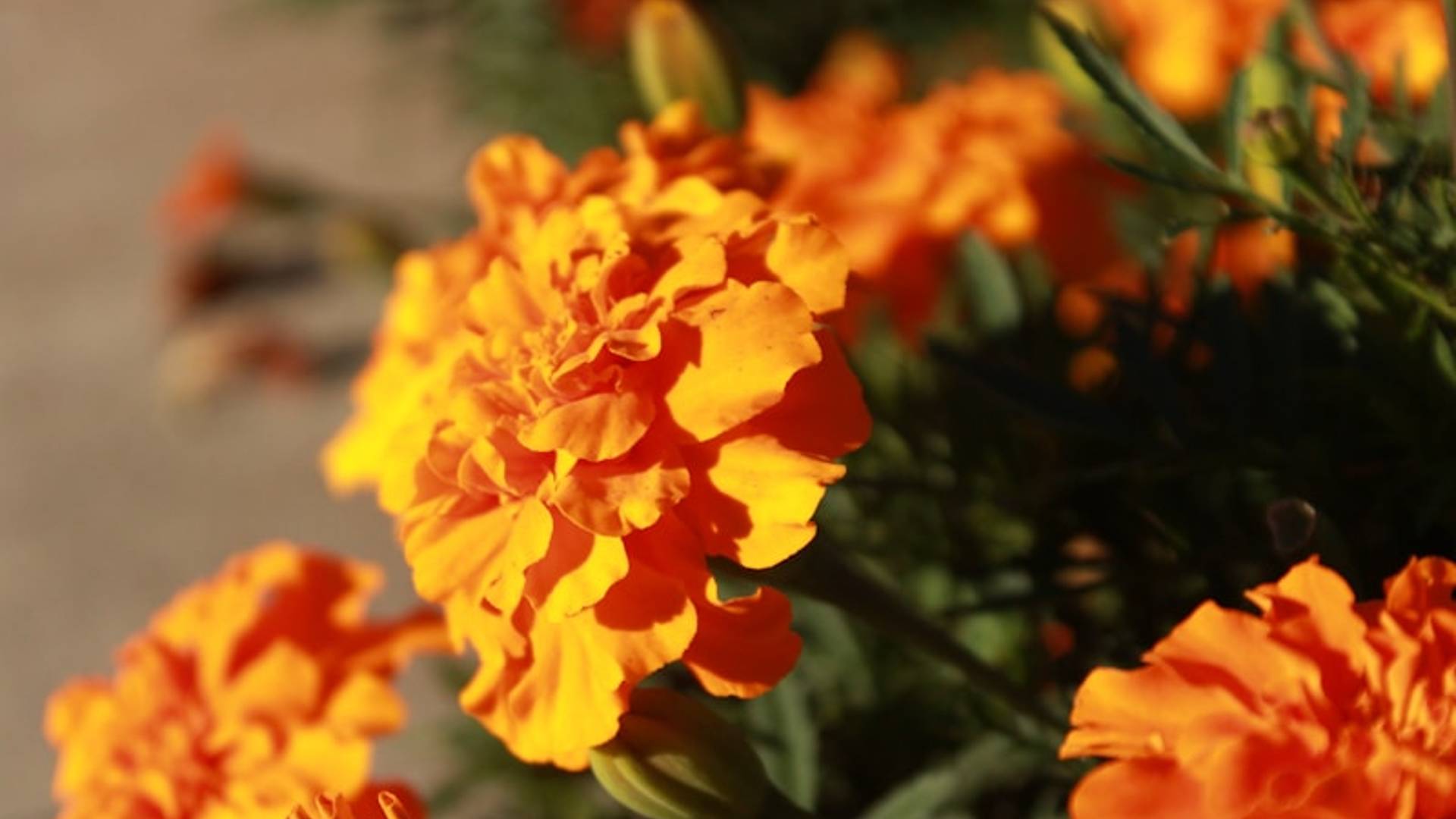 Close-up of vibrant orange marigold flowers blooming.